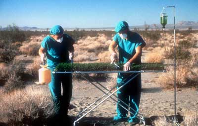 LAWNS IN THE DESERT